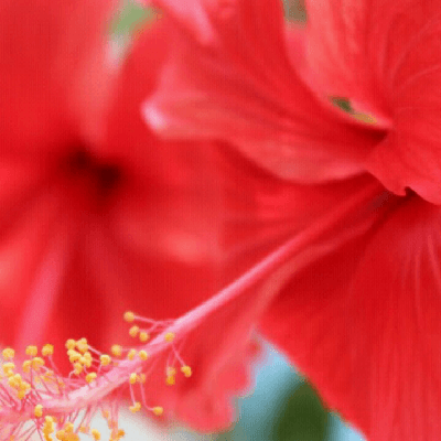 சரண் தேவி