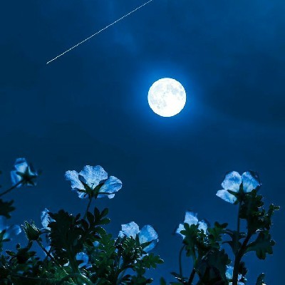 दीक्षा चौधरी