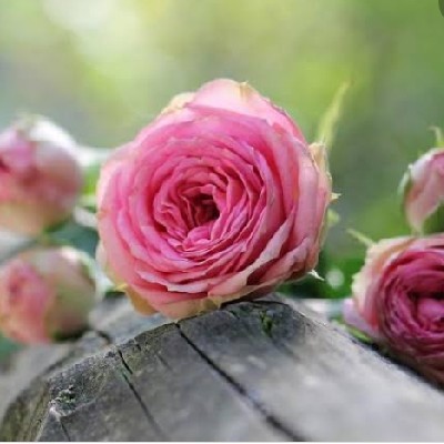 পিঙ্ক রোজ