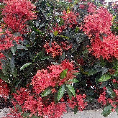 மைமூன் "முஷ்ஷி."