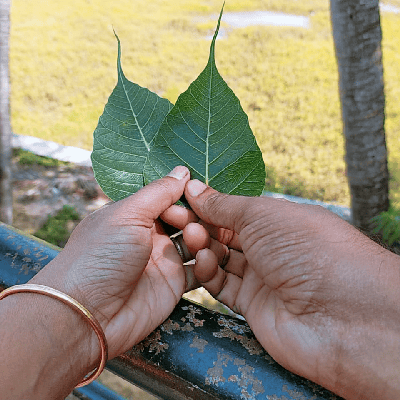 സാവിത്രീ നീലകണ്ഠൻ "സാവിത്രീ"