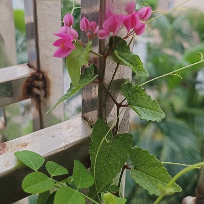 భూమిరెడ్డి గారి సౌజన్య