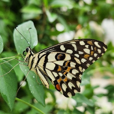 Darshana karmur "K.d"