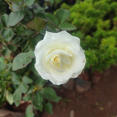 paramita Mishra "Rm"