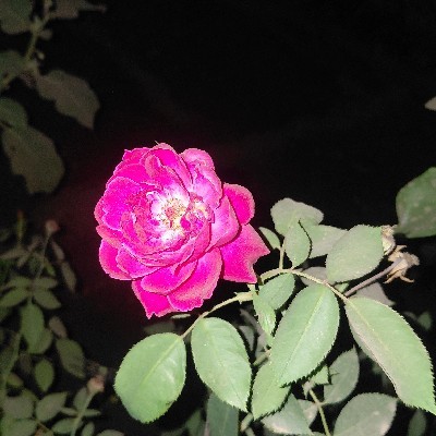 Daksh Kumar