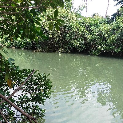 ಶ್ರೀಶಾ