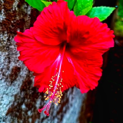 🌺മൊഴി 🌺