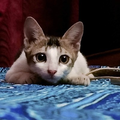 শাশ্বতী সরকার