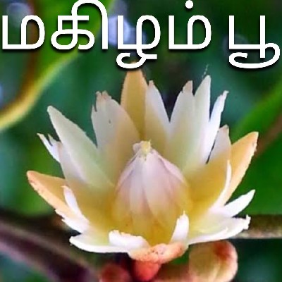 மகிழம் பூ