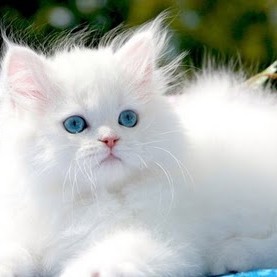 Shajitha "Majestic"