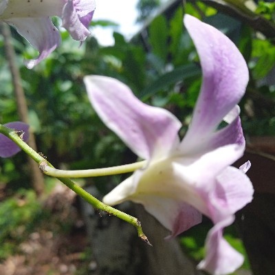 Orkid Flower "Orkid"