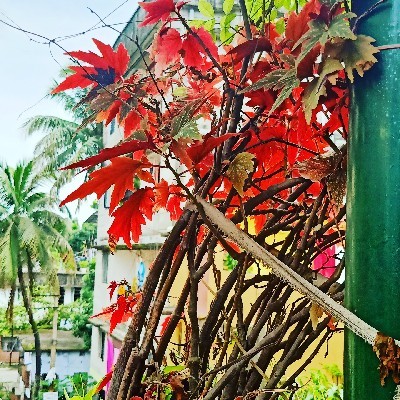 দেবত্রয়ী