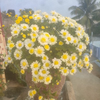 గౌరి పొన్నాడ