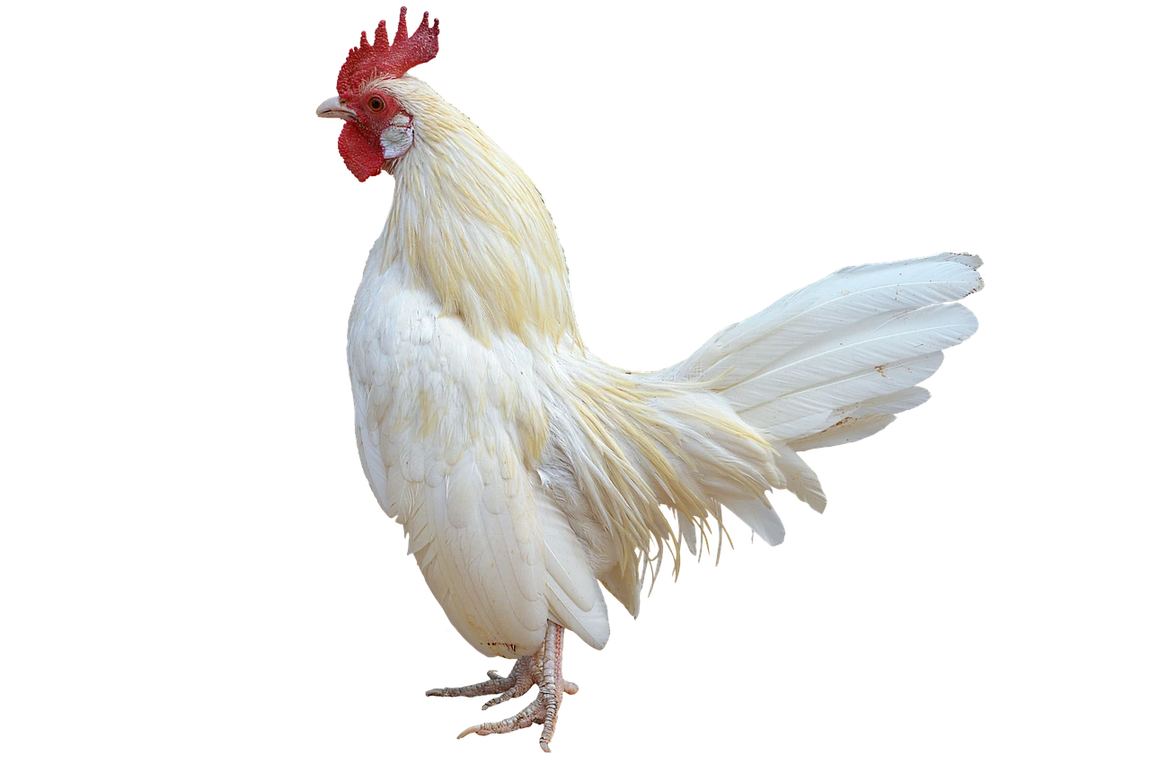 Seriesvh1 Viked "testest"