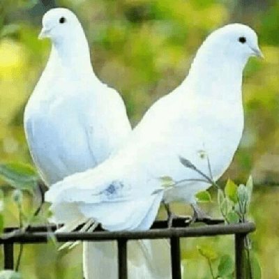 ശഫീഖ് വീതനശ്ശേരി