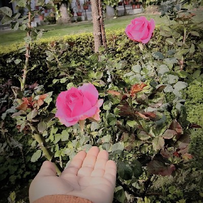 Monika Sehjal❤️🥀🌹