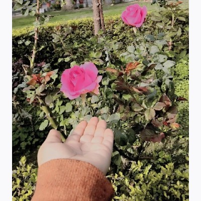 Monika Sehjal❤️🥀🌹