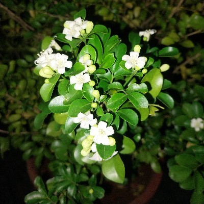 അഖി 🍀