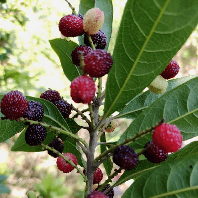 S. J. "Saanjh"