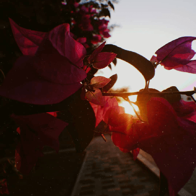 নাজিয়া নূর