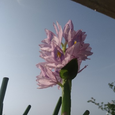 Tanu