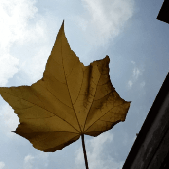 Sanchaita Roy Chowdhury