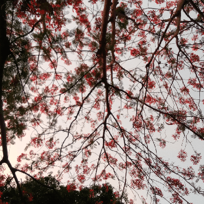 Sreelatha Radhakrishnan