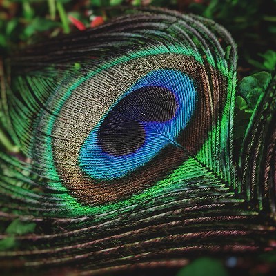 নীল জোনাকি