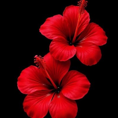 ഭ്രാന്തി പ്പെണ്ണ് "ഭ്രാന്തിപ്പെണ്ണ് 🌺"