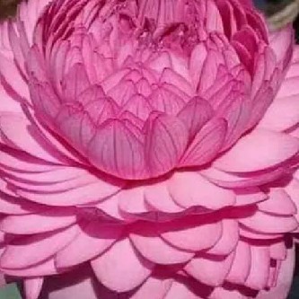 மனோகரன் அழகுசோமசுந்தரம் "மனோலயம்"