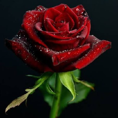 നയന മരിയ "നയന maria"