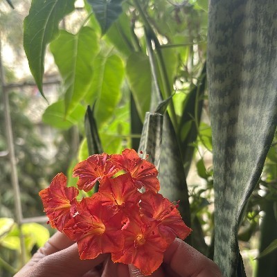 સુનિતા મહાજન "Suni"