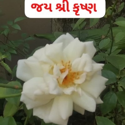 સુનિતા મહાજન "Suni"