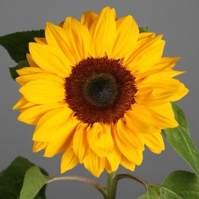 Kishor Shri