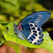फुलपाखरू