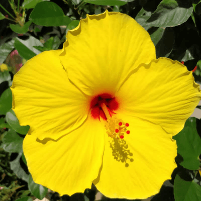 অকিঞ্চনা