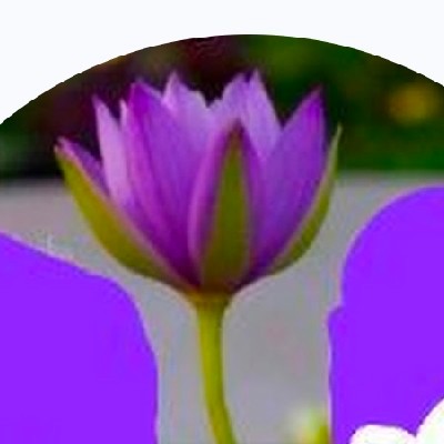 നീലത്താമര X