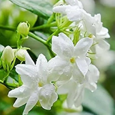 Ambili Anees "𝙰𝚖𝚋𝚒𝚕𝚒"