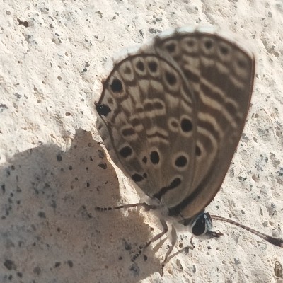 Vaishnavi@ 1602 chavhan "राममयी"