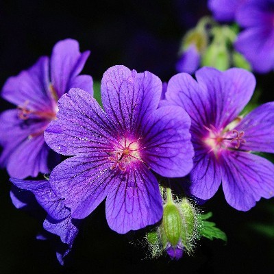 ആമി_ആദം ♥️