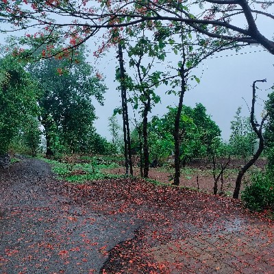 Krishna zapadiya