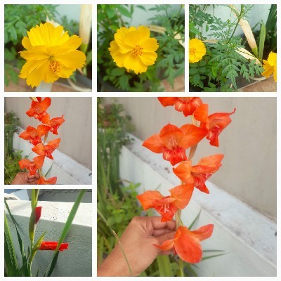ಎನ್. ಕೆ.  ರಶ್ಮಿ ಶರ್ಮ