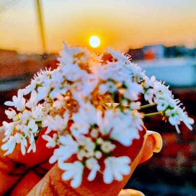 गौरी शुक्ला आशी...🌸