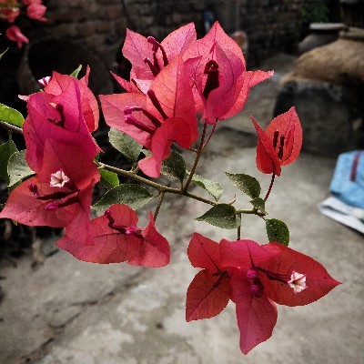 আত্রেয়ী "মুক্ত বিহঙ্গামী"