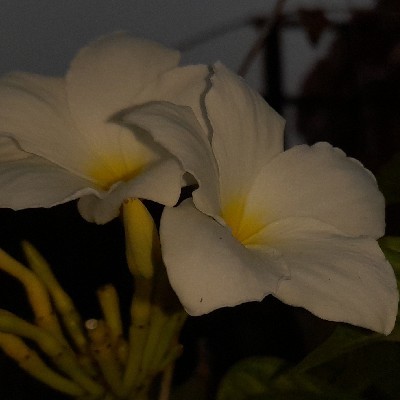✨️স্বপ্নডানা✨️ "( দিশা )"