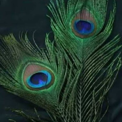 മയിൽപ്പീലി... 💕