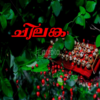 ചിലങ്ക പെണ്ണ് ( അല്ലി )
