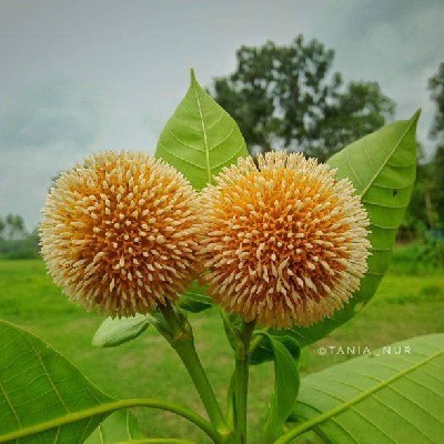 দ্বিতীয় ছায়া