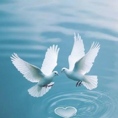 🌹കുറുപ്രാവ് 🌸 💐പ്രാവ് 🍁 "🌸💐 പ്രാവിൻകുഞ്ഞ് 💐🌸"