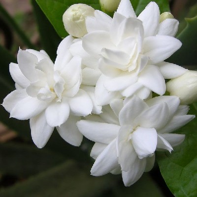 Samruddhi